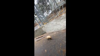 Life around a snail