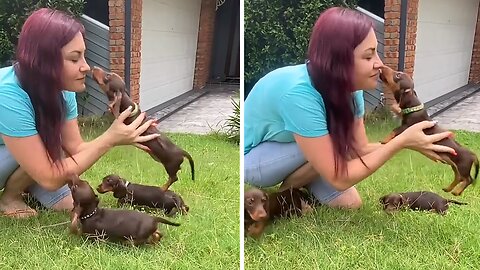 Sweet dachshund puppy wants more kisses