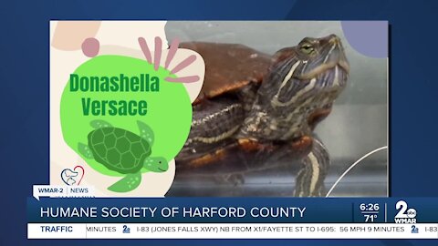 Donashella Versace the Red-Eared Slider is up for adoption at the Humane Society of Harford County