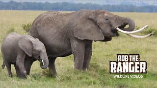 Female Elephant Tusker In The Mara | Maasai Mara Safari | Zebra Plains