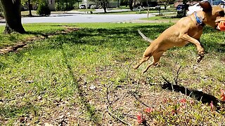 Playing Fetch with My Chihuahua in The Yard