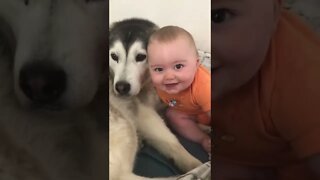 🐺🐾Friendship Between Husky and Baby🍼#shorts