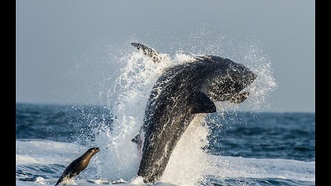 Shark Bite Exposes Victims Beating Heart