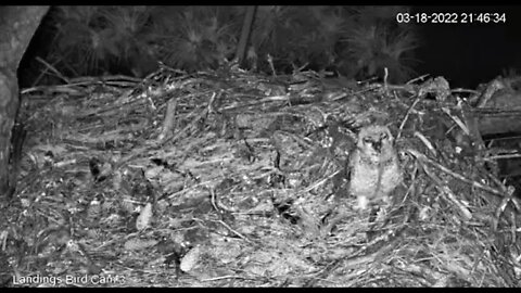 Owlet Eats The Rat From The Pantry 🦉 3/18/22 21:45