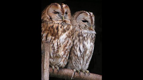 Owls. Awesome night predators!