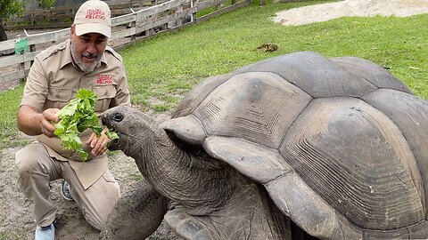 104 YEAR OLD TORTOISE 🐢