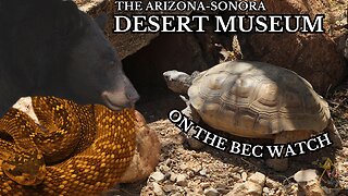 BEC Watch Entries: #25 Arizona-Sonora Desert Museum