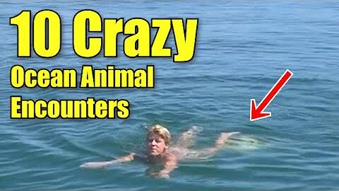 19 crazy ocean animal attack and encounter