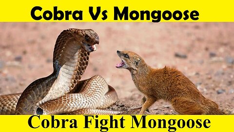 Cobra Vs Mongoose Fight. Cobra Attack Mongoose. (Tutorial Video)