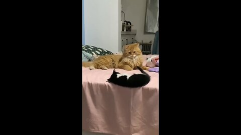 two pets cat vs cat funny animals videos