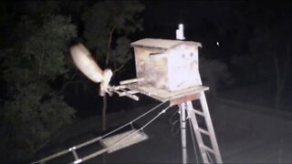 Owl sightings from 3:10 am to 4:50 am.7-1-20