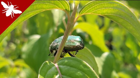 Rose chafer - Cetonia aurata