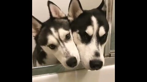 Two husky dogs licking dogs are so funny