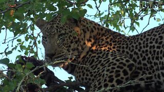 Leopard Feeds In A Tree