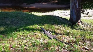 Gregory The Monitor Lizard
