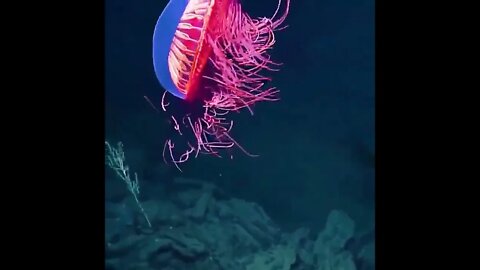 Halitrephes maasi, commonly known as the firework jellyfish.