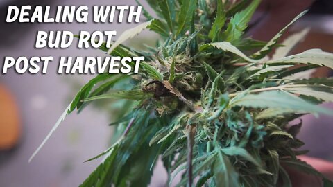 how to Deal with Bud Rot / Grey Mold Post Harvest for Safe Cannabis | Botrytis Bud wash