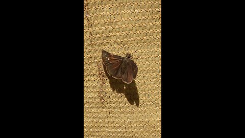 Butterflies and Moths in the Garden - Porch Paradise Moments #VertVids