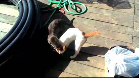 Unique animal friendships: Cat and wild otter playtime