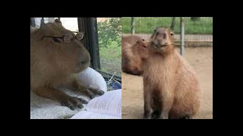 Capybara Funny Moments | Try not to laugh | 2023