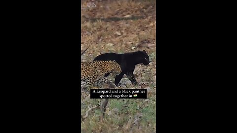 Leopard and Black Panther spotted together for the first time inIndia