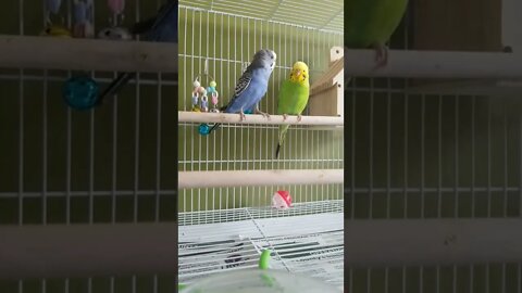 Budgie Just Not In The Mood 😂🤣 #shorts #youtubeshorts #animallover #budgies #funny #birds