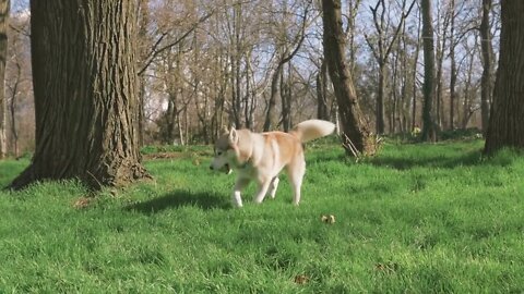 Siberian Husky playing in the park with, slow motion