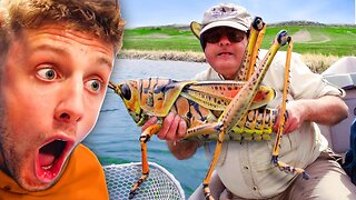 LARGEST INSECTS IN THE WORLD!