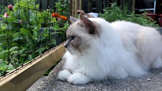 It's Garden Time for our Ragdoll Cats and Lady