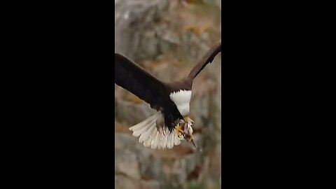 Eagle decapitates fish swallows the head whole and then to swallow. the rest of fish