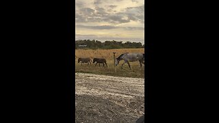 Donkeys and Horse play