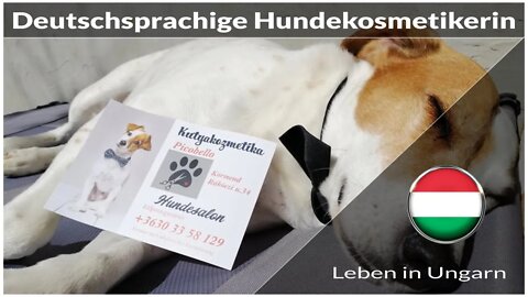 Deutschsprachige Hundekosmetikerin in Körmend - Leben in Ungarn