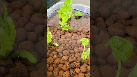 Guru guru Aquaponic