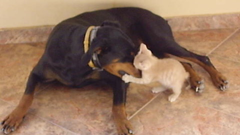 Doberman makes an adorable new friend