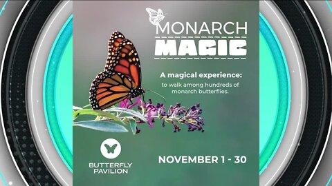 Monarch Magic // Butter Fly Pavilion