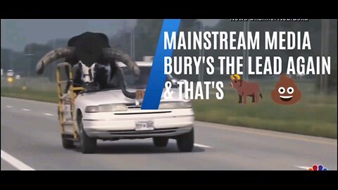 COPS 🚔 STOP BULL 🐂 from riding SHUTGUN in a Crown Vic down highway
