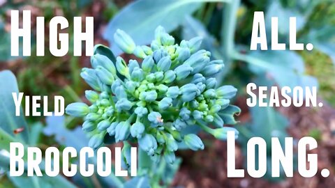 How to Grow Broccoli - Tips for High Broccoli Yields All Season Long