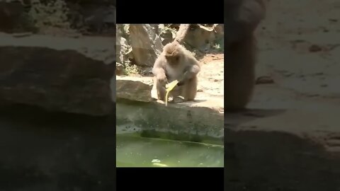 Unlucky monkey