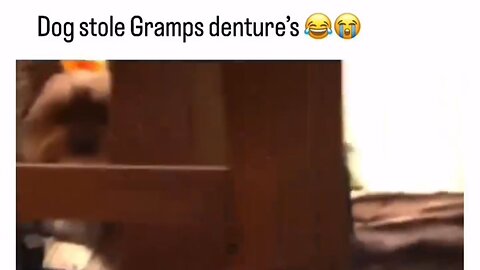 Dog Stole Grampa's Dentures