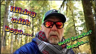 Hiking Washington | Big Trees and a Wolf?