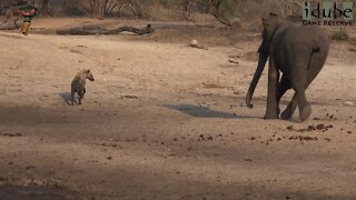 Hyena Gets Chased Off A Meal By A Herd Of African Elephants | Incredible Wildlife Interactions