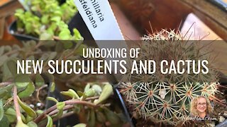 Unboxing Unique Succulents and Cactus Order