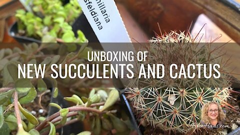 Unboxing Unique Succulents and Cactus Order