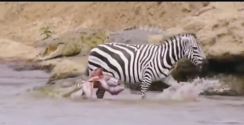 Dangerous crocodiles hunting a zebra in an African river