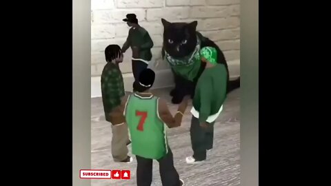 cute cat videos 😹 funny videos 😂1800