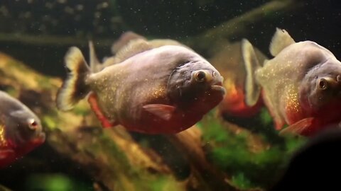 Red piranhas (pygocentrus nattereri)