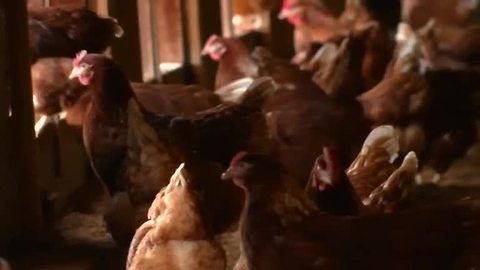 Mood lighting for stress-free chickens