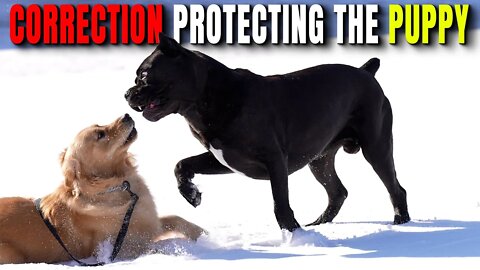 Bruce Wayne PROTECTIVE over Puppy Corrects Golden Retriever!