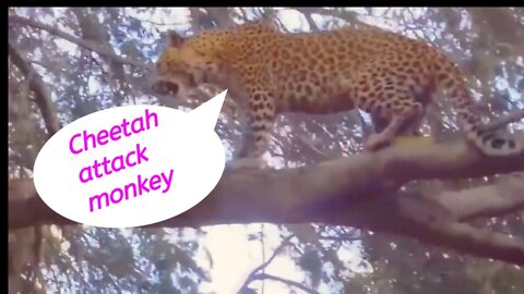 Amazing Video || Cheetah attack Monkey on the tree || 2022 ||