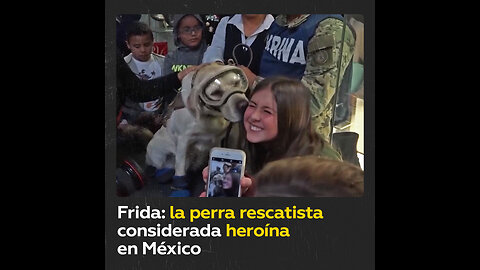 Frida: la historia de la perra rescatista convertida en heroína en México